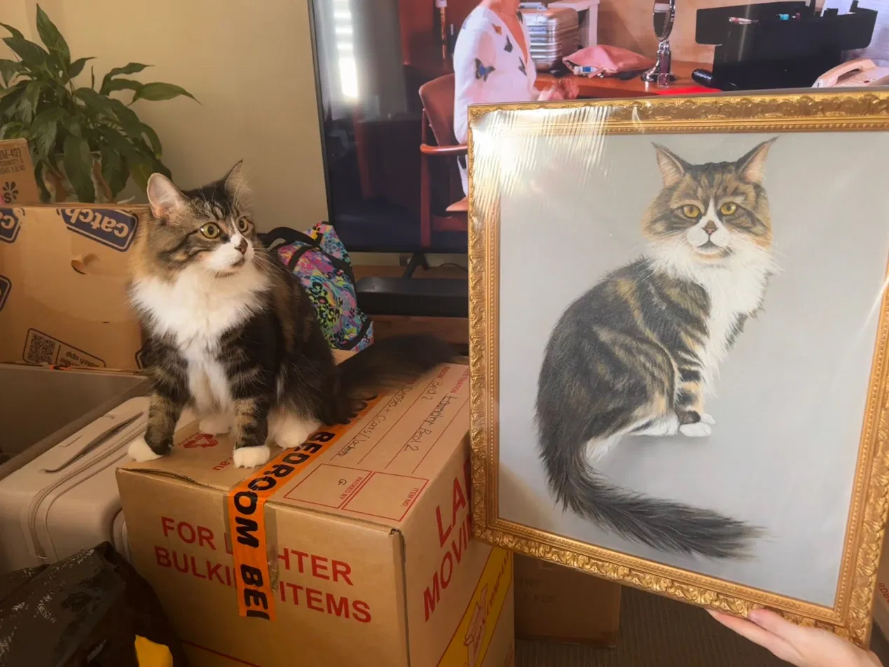 Completed Custom Cat Portrait Delivered by Arts of Bali — Client Reaction A tabby cat sitting on a moving box next to its completed custom portrait painting presented in an ornate gold frame, delivered from Arts of Bali